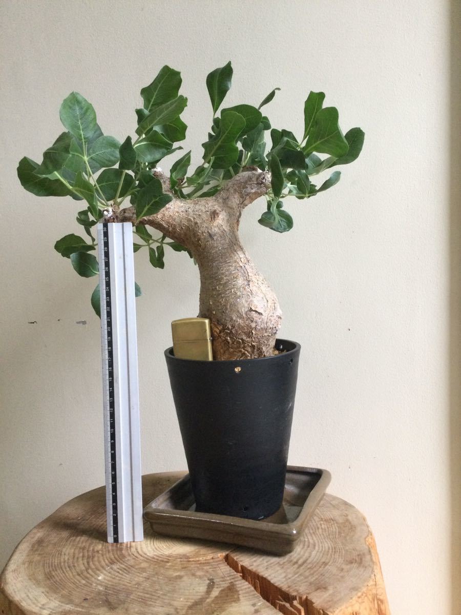 commiphora コミフォラ グイドッティ Commiphora guidotti 4⁄5輸入