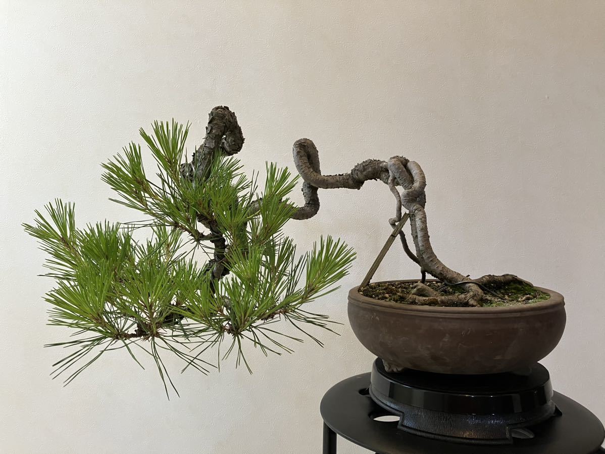 赤松 ◇◇ 樹高約22cm ' 盆栽 ' 盆栽鉢 ' 黒松 ' 真柏 ' 展示会 ' 細幹 '