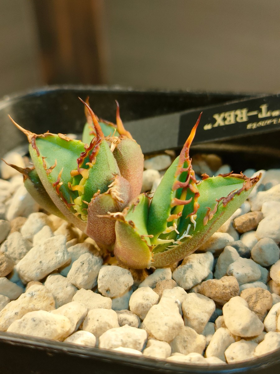 【hiiro】４株 群生 アガベ 霸王竜 新種 子株 agave titanota t-rex（検 チタノタ オテロイ 霸王龍 厳龍 覇王竜
