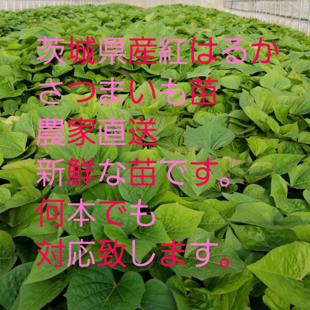 紅はるか苗30本6月上旬より順次発送正規販売店ウイルスフリー苗