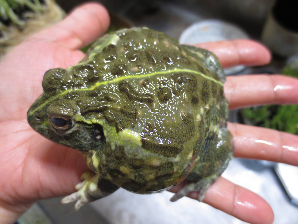 カワ(・∀・)イイ!! 爆食！アフリカウシガエル 9㎝ 訳あり特価 