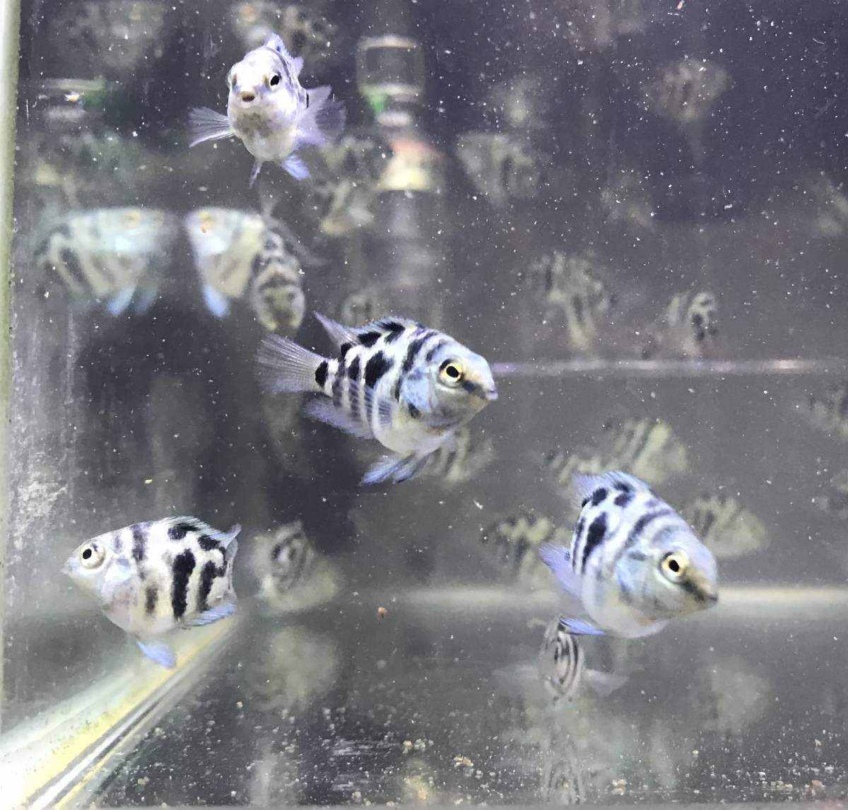 熱帯魚(淡水魚) 10匹セット ブルータイガーパロット(シクリッド)(若魚)約3.0～4.0㎝_1