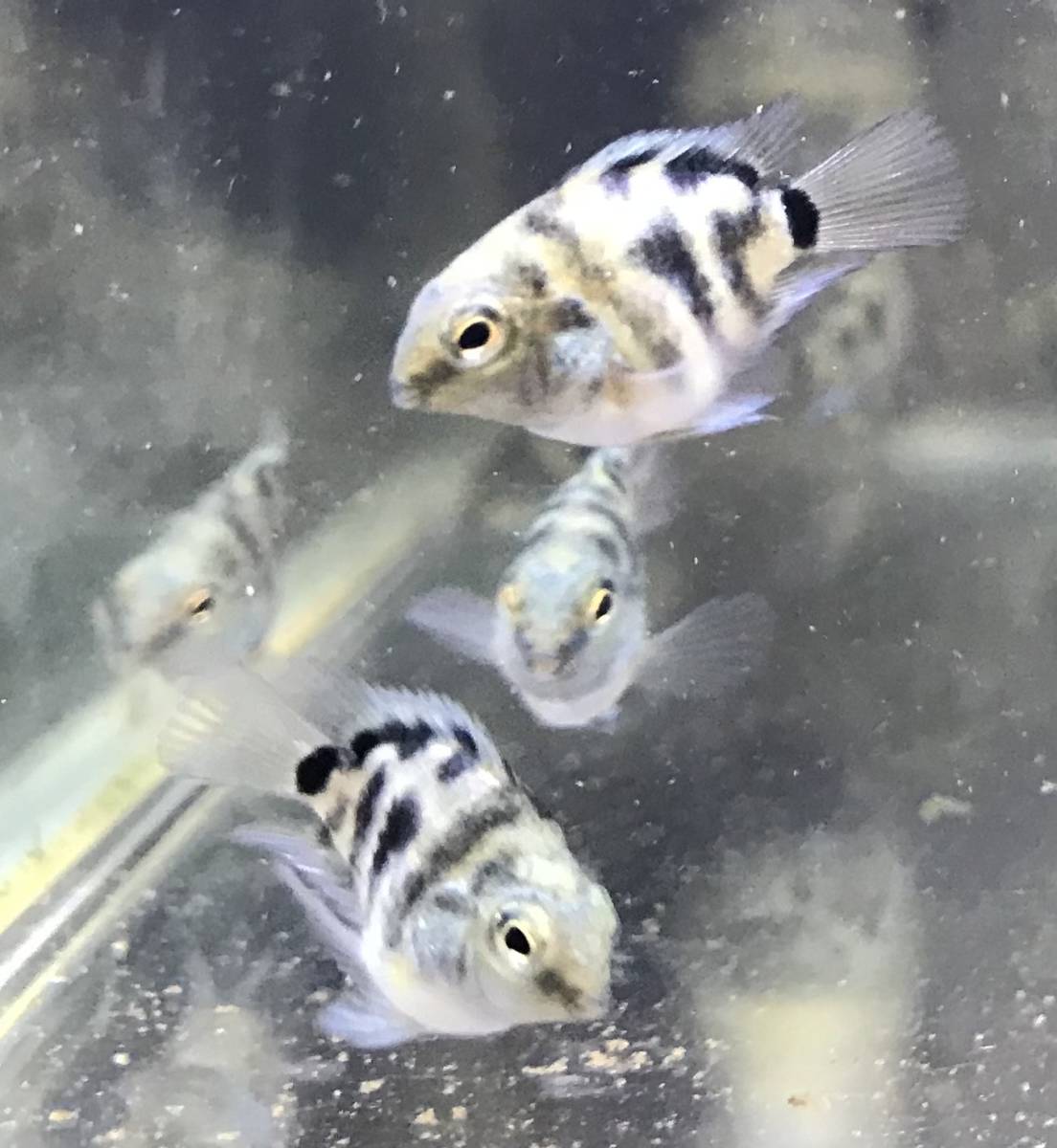 熱帯魚(淡水魚) 10匹セット ブルータイガーパロット(シクリッド)(若魚)約3.0～4.0㎝_2