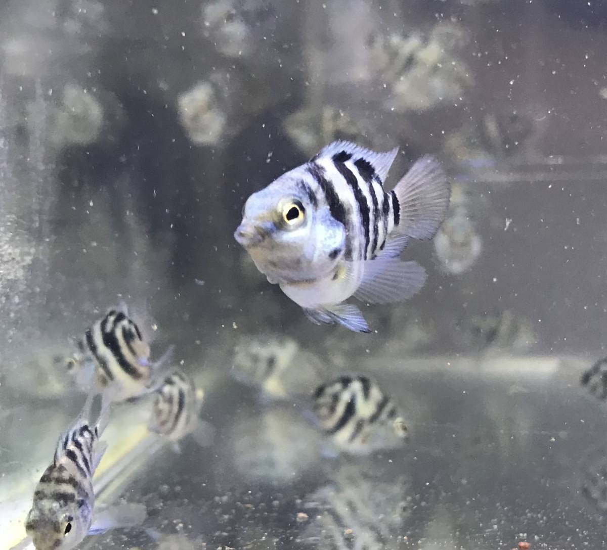 熱帯魚(淡水魚) 10匹セット ブルータイガーパロット(シクリッド)(若魚)約3.0～4.0㎝_4