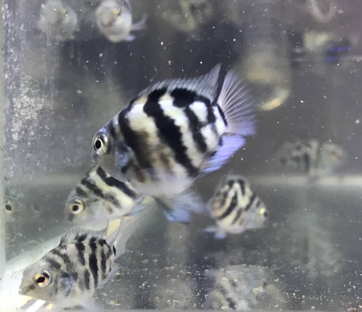 熱帯魚(淡水魚) 10匹セット ブルータイガーパロット(シクリッド)(若魚)約3.0～4.0㎝_5