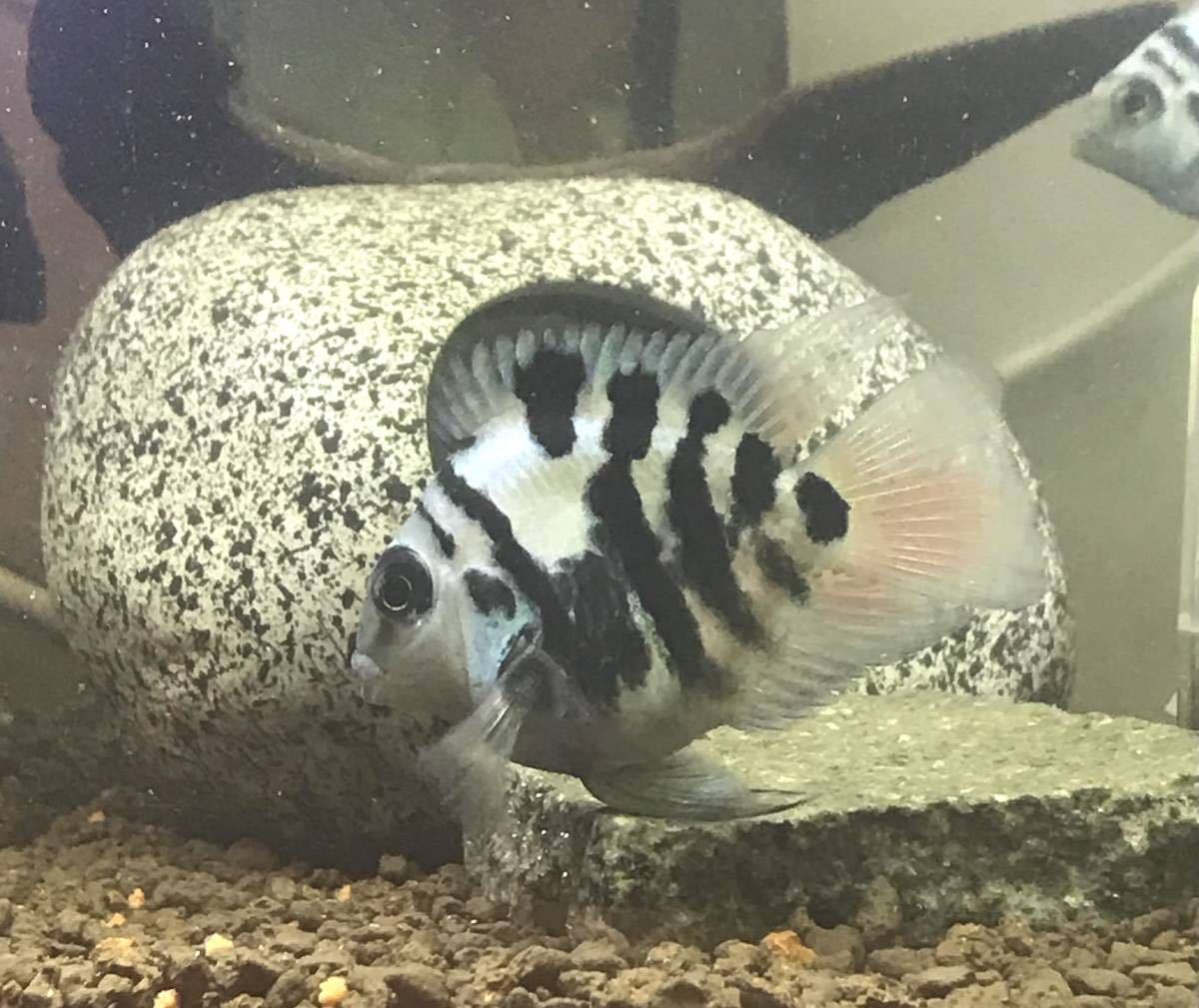 熱帯魚(淡水魚) 10匹セット ブルータイガーパロット(シクリッド)(若魚)約3.0～4.0㎝_6