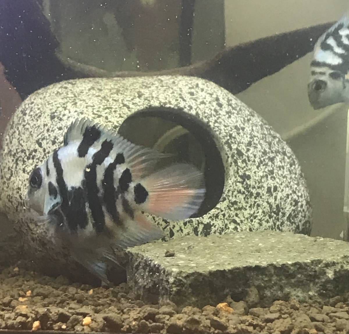 熱帯魚(淡水魚) 10匹セット ブルータイガーパロット(シクリッド)(若魚)約3.0～4.0㎝_7