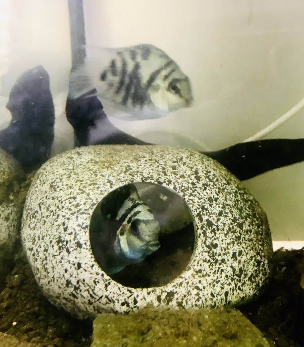 熱帯魚(淡水魚) 10匹セット ブルータイガーパロット(シクリッド)(若魚)約3.0～4.0㎝_8