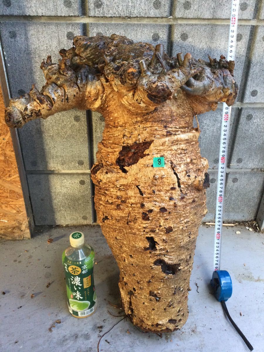 K*K様 激安セール アダンソニア ディギタ バオバブ 塊根植物