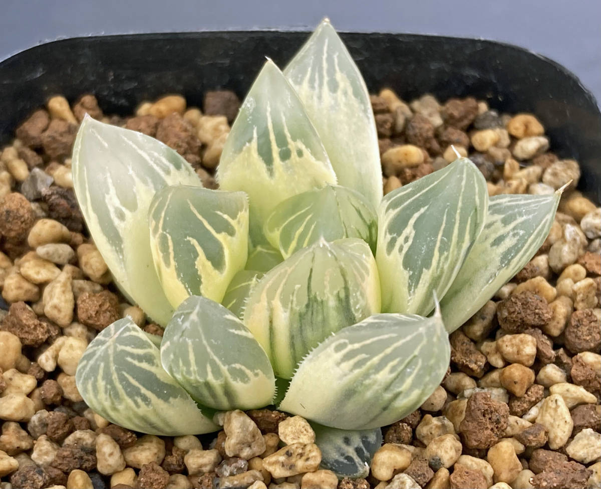 多肉植物 ハオルチア オブツーサ錦 OB-1 極上斑 中株