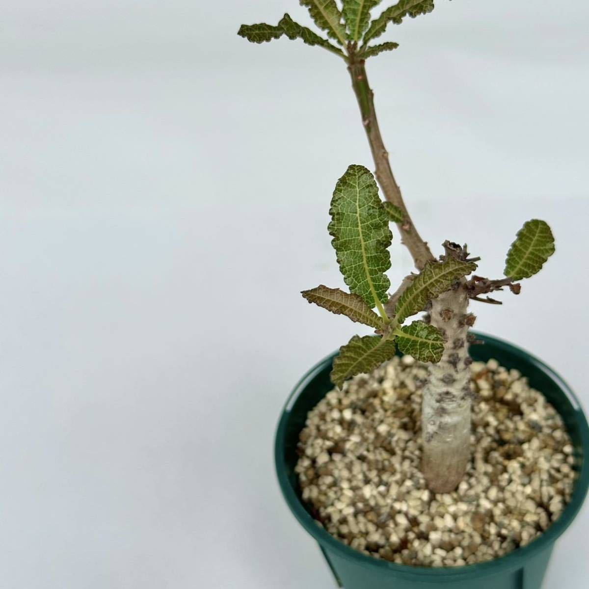 d2 【パンダ園芸】Boswellia nana ボスウェリア ナナ 実生株（多肉植物