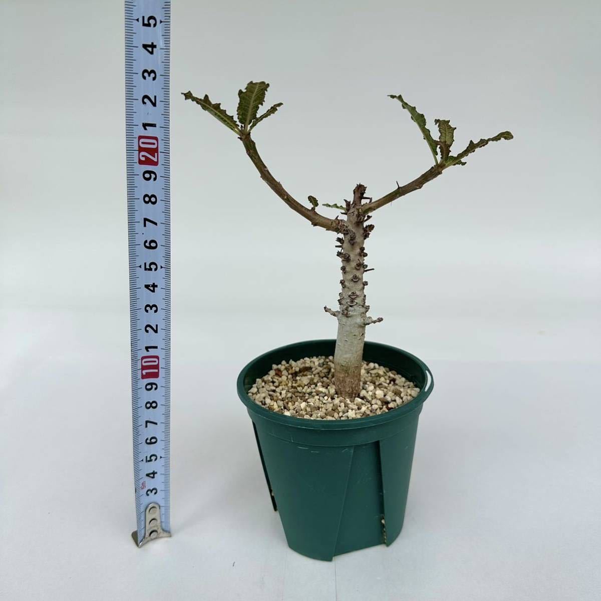 d2 【パンダ園芸】Boswellia nana ボスウェリア ナナ 実生株（多肉植物