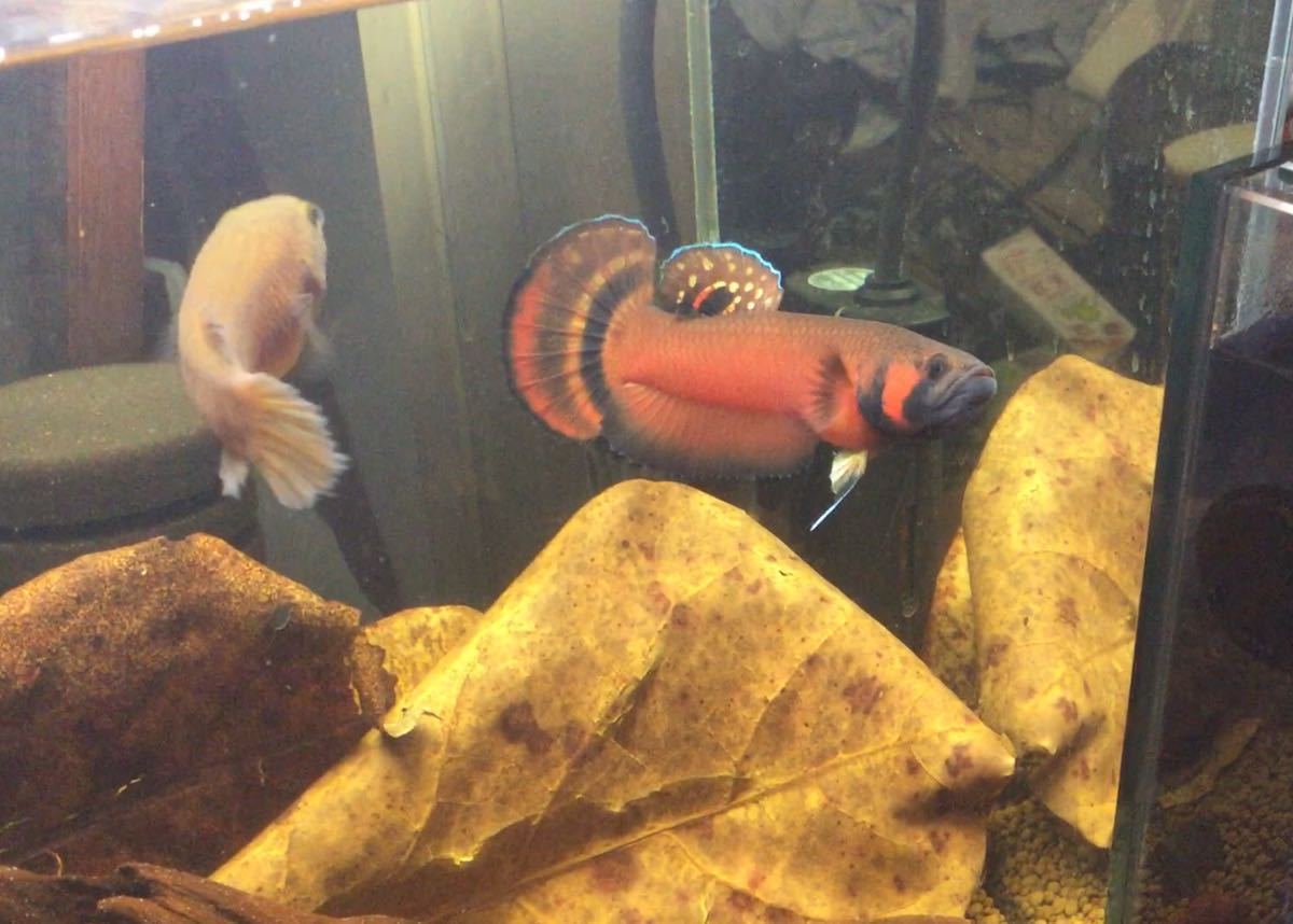 ベタ マクロストマF1 8匹