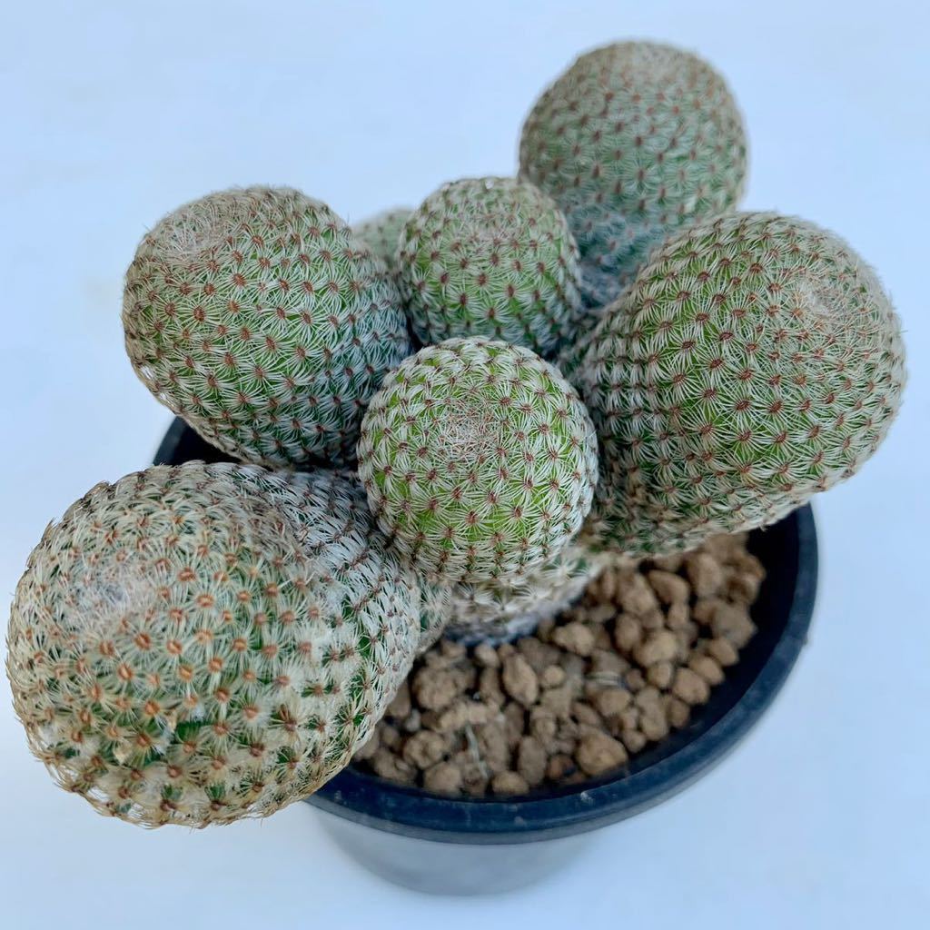 マミラリア クルシゲラ マミラリア属 | ジェナスの戯れ万華鏡