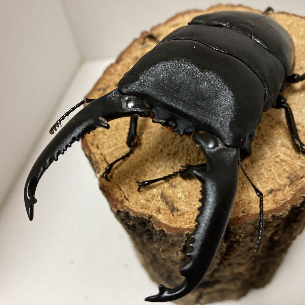 パラワンオオヒラタ　新成虫ペア　♂102.3㎜×♀50.4㎜_1