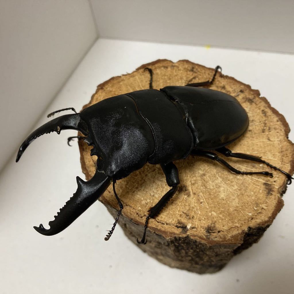 パラワンオオヒラタ　新成虫ペア　♂102.3㎜×♀50.4㎜_2