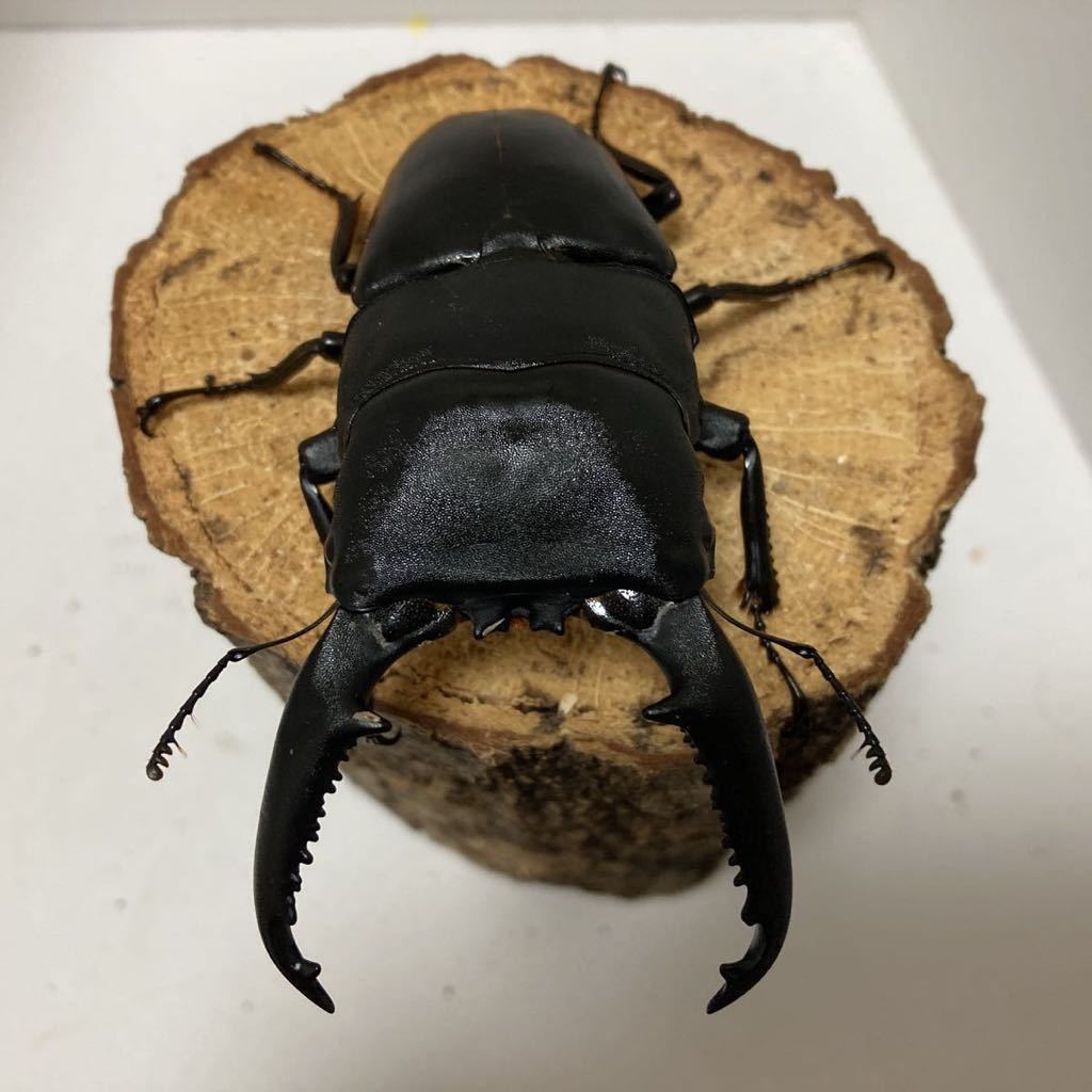 パラワンオオヒラタ　新成虫ペア　♂102.3㎜×♀50.4㎜_4