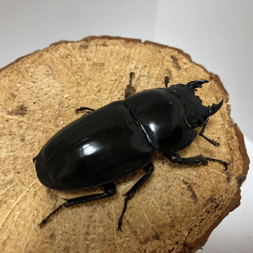 パラワンオオヒラタ　新成虫ペア　♂102.3㎜×♀50.4㎜_5