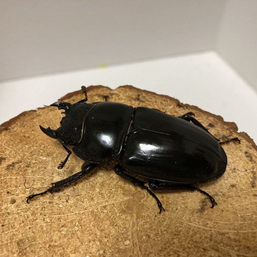 パラワンオオヒラタ　新成虫ペア　♂102.3㎜×♀50.4㎜_6