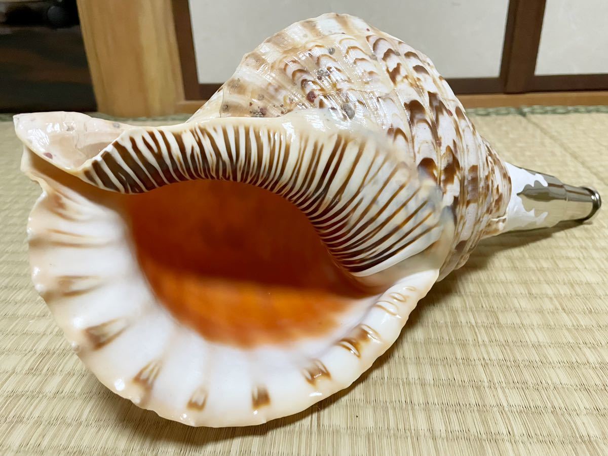 修験道法螺貝 山伏 密教 魔除け 熊よけ❣️ほら貝 ホラガイ 特大肉厚