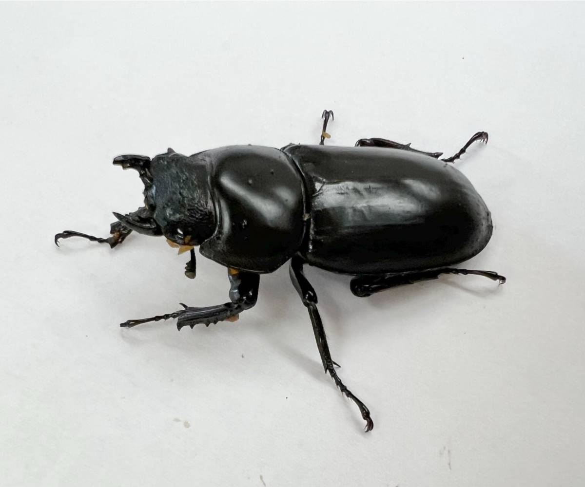≪≪ インド便 Wild！ アンタエウスオオクワガタ ♀単品 ≫≫ | OSIR