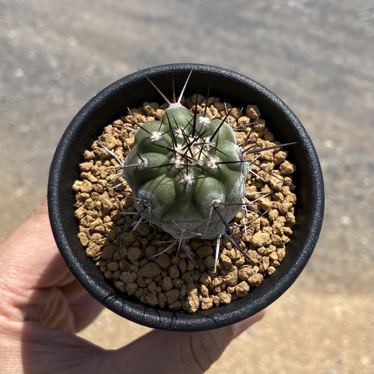 σ コピアポア カリザレンシス 黒閃玉 2.5号 Copiapoa carrizalensis