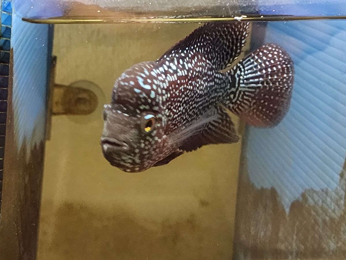 「超レアカラー変異個体】フラワーホーン ブラック カムファオス 