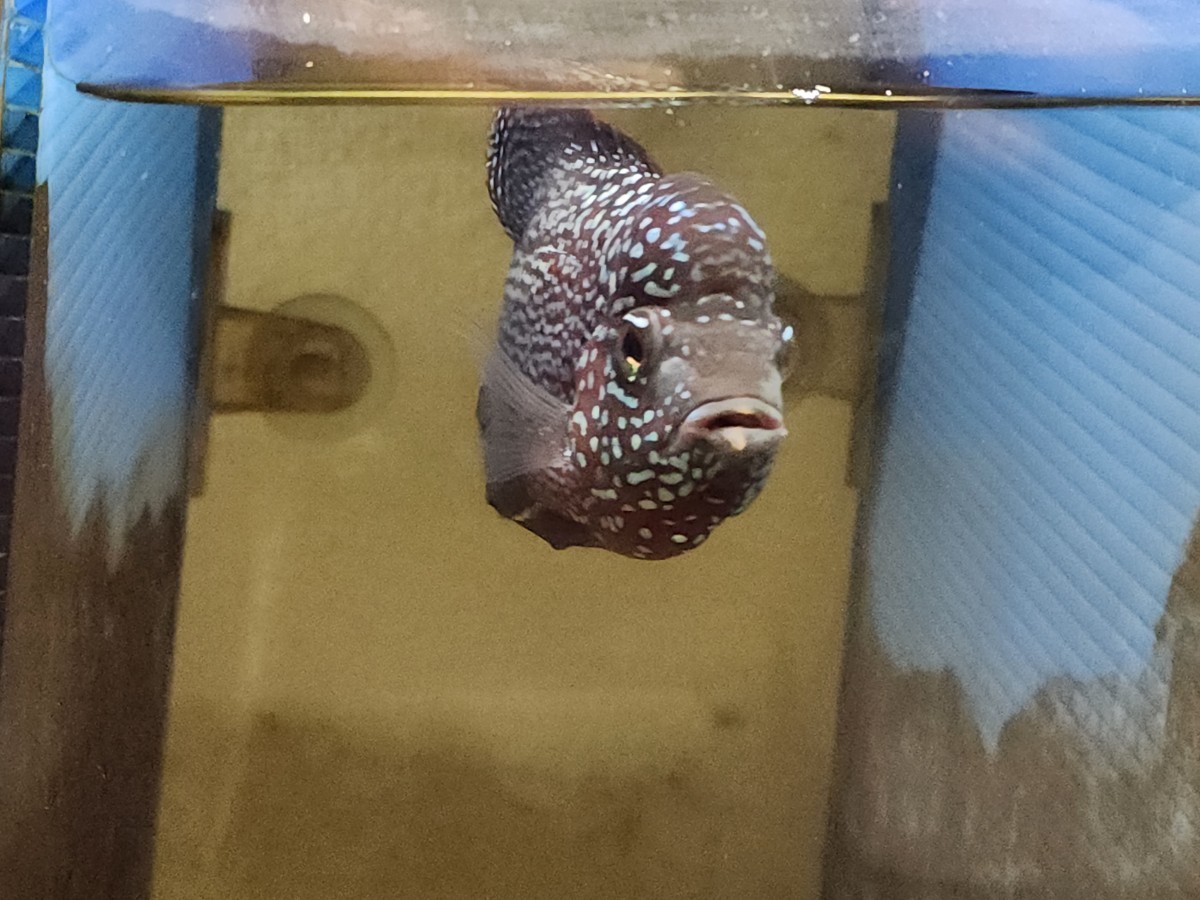 「超レアカラー変異個体】フラワーホーン ブラック カムファオス 