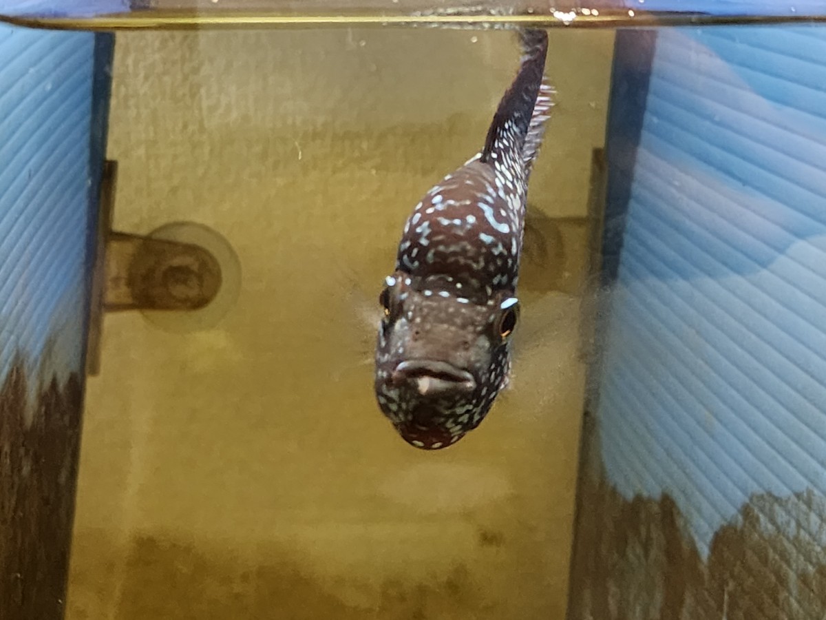 「超レアカラー変異個体】フラワーホーン ブラック カムファオス 