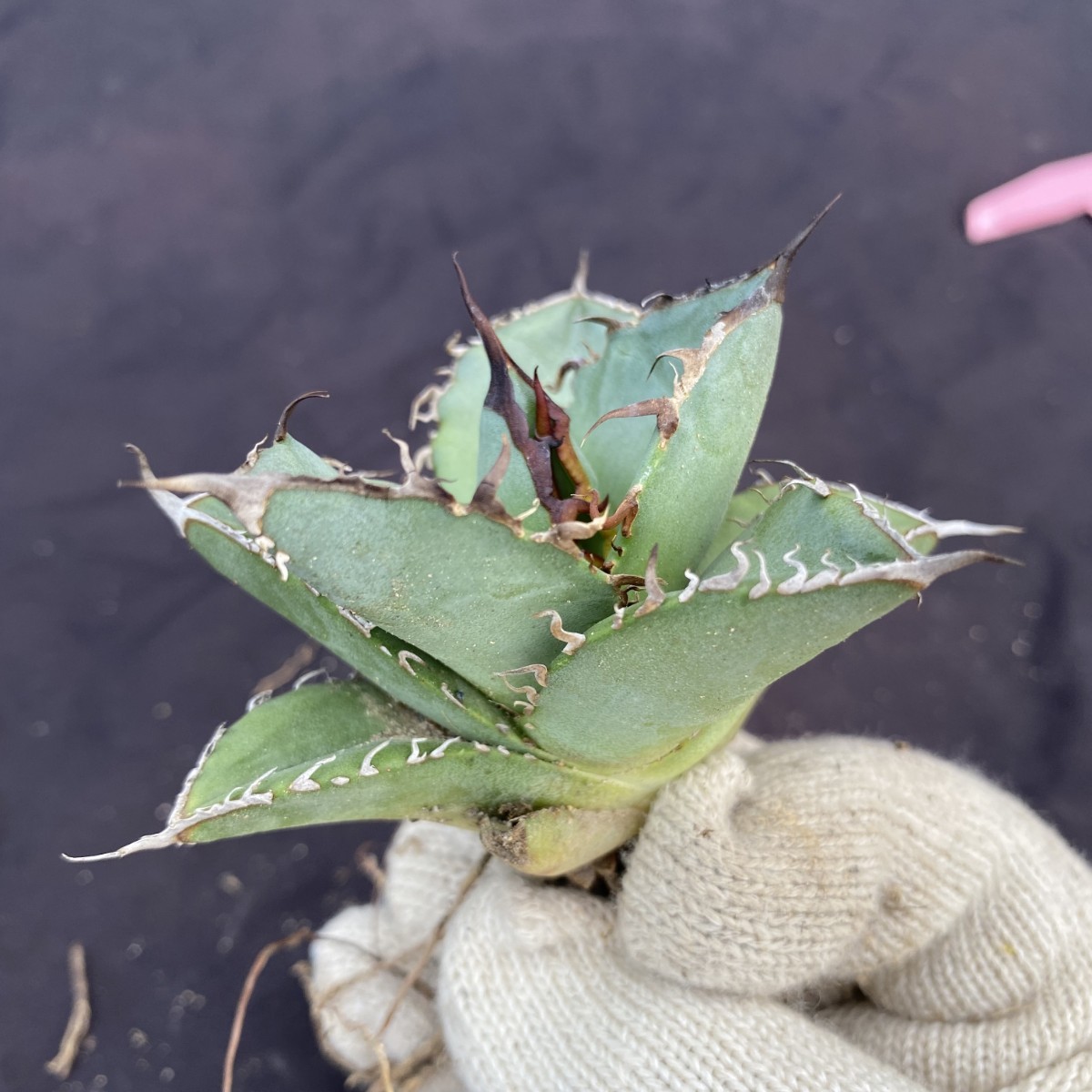 アガベ チタノタ ハデス 恐竜牙歯 黒帝斯 titanota Agave ハデス(黒帝斯)の