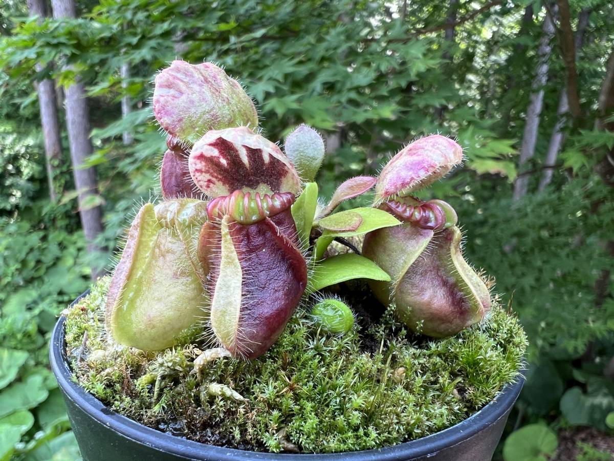 激レア熱帯果樹　8株セット Cephalotus follicularis ”seedling Hummers Giant”・ハマーズ