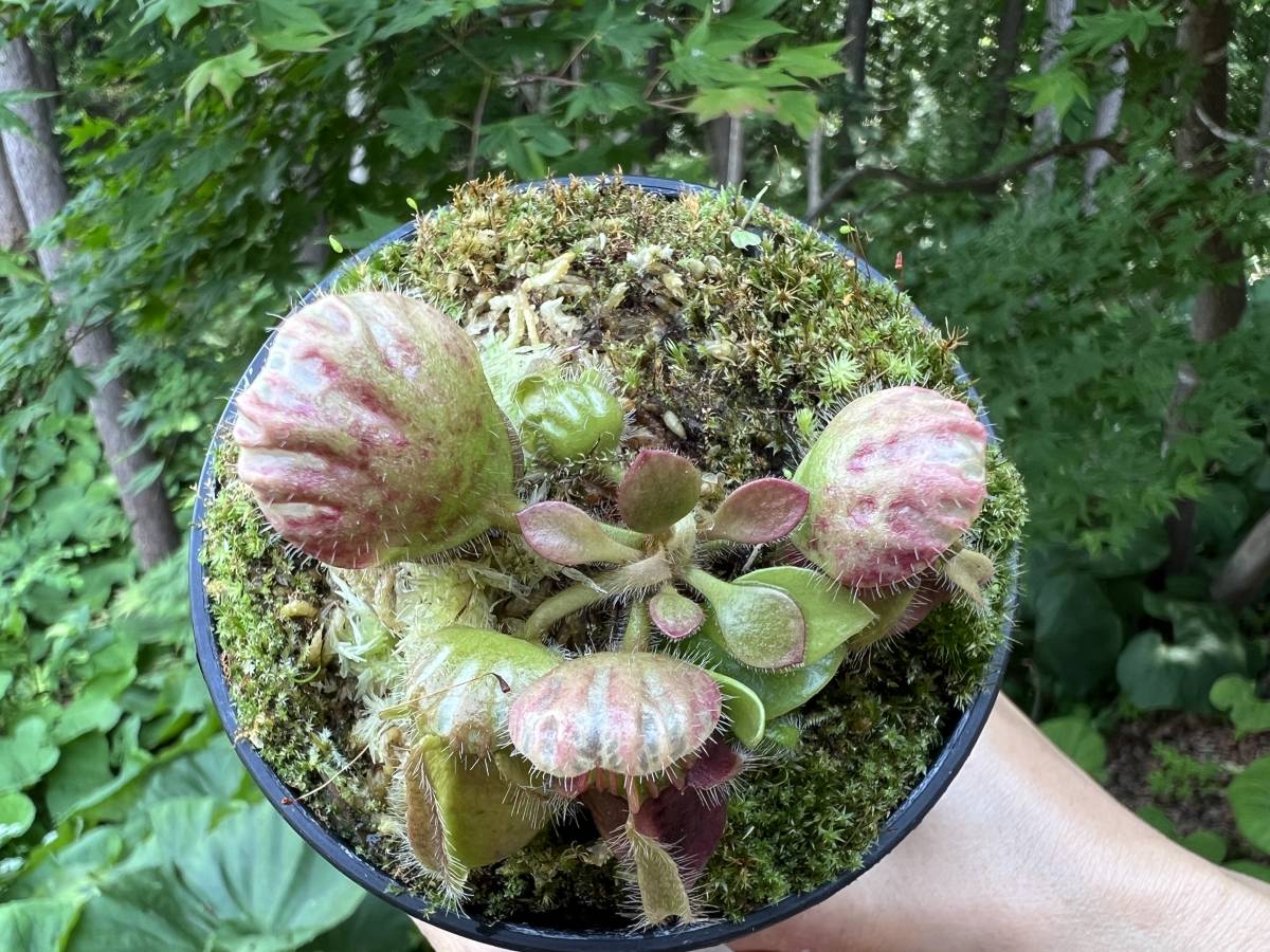 Cephalotus follicularis ”seedling Hummers Giant”・ハマーズ