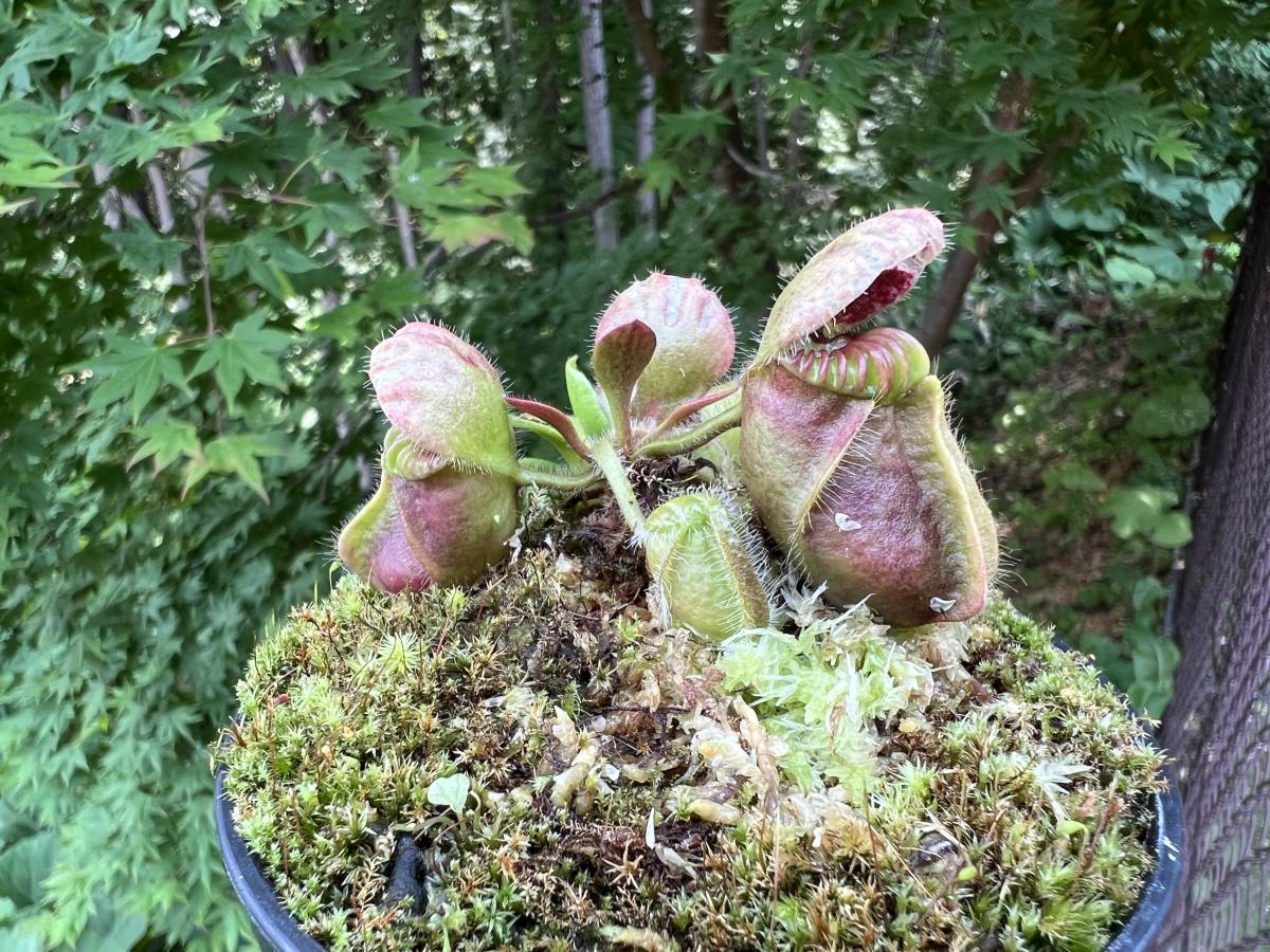 激レア熱帯果樹　8株セット Cephalotus follicularis ”seedling Hummers Giant”・ハマーズ
