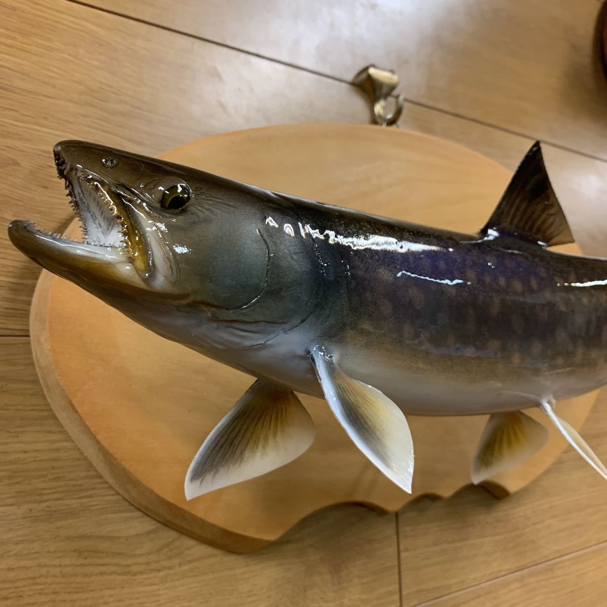 新品剥製　エフクラフト渓流の大エゾイワナ44センチ位インテリア