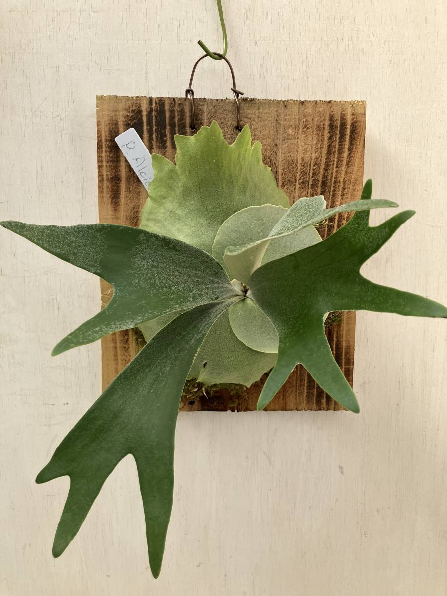 ビカクシダ・アルシコルネドワーフ① alcicorne アルシコルネ