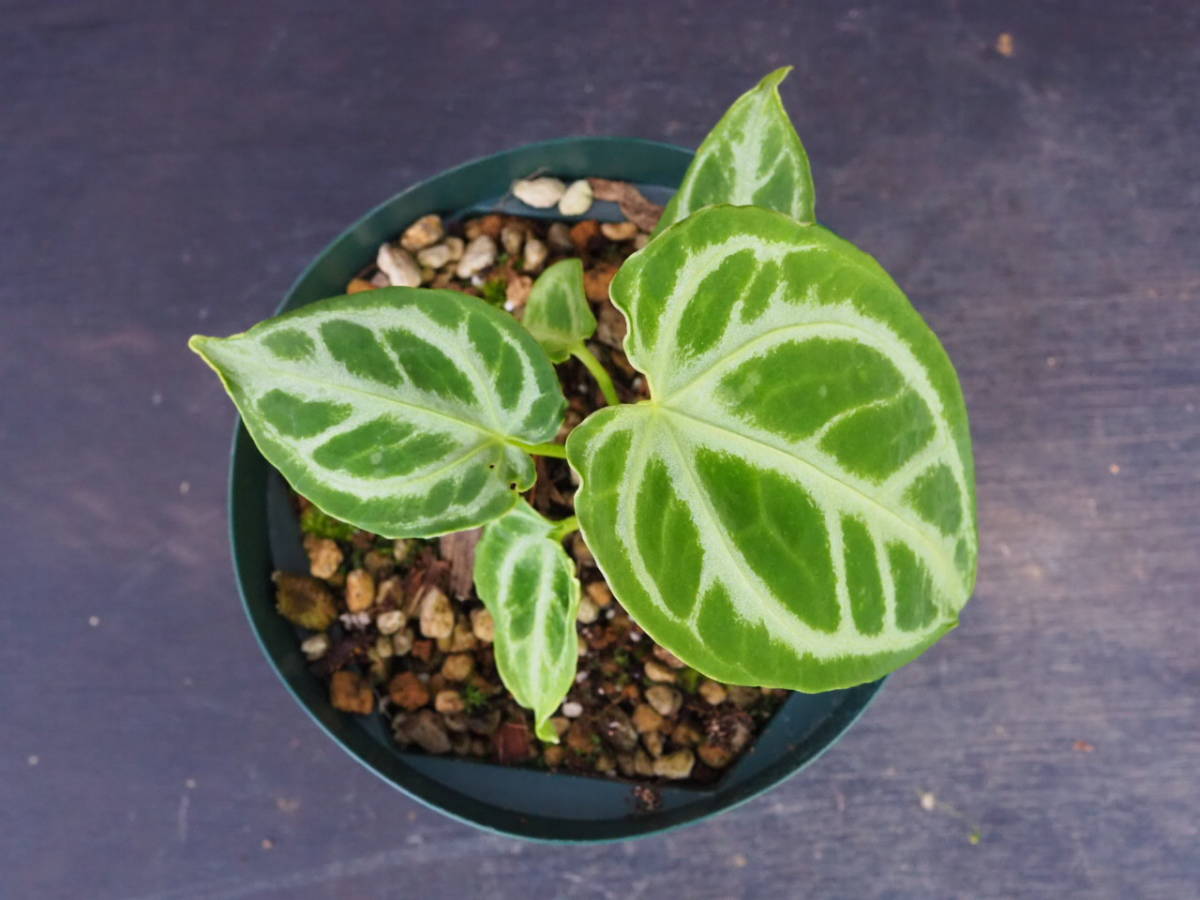 71 アンスリウム クリスタリナム ハイブリッド 斑入り 新葉ハーフ