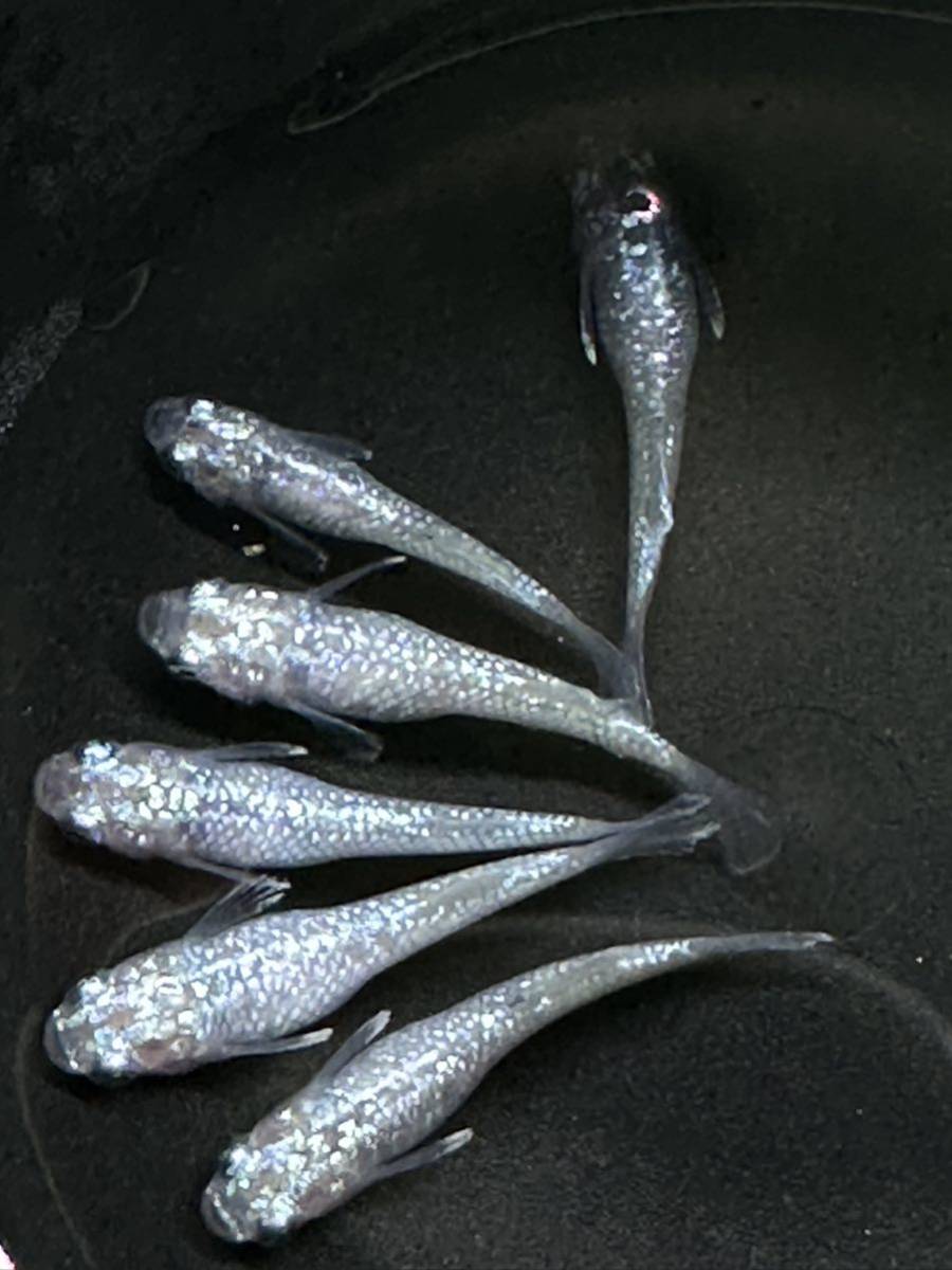 ホットトイズ シルケン・フロス難あり Yahoo!オークション