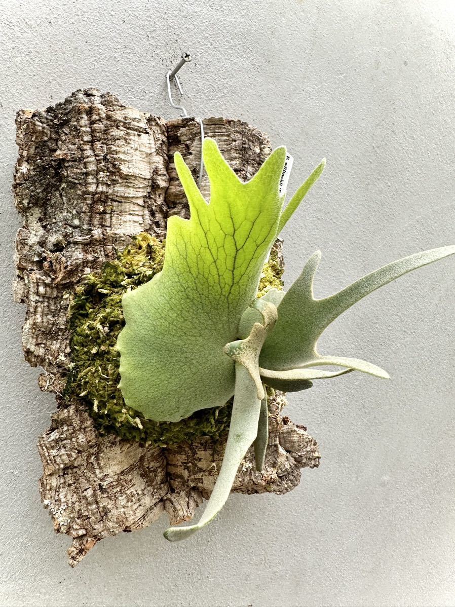 P. willinckii 'Blue Queen' dwarf spore grown (selected) 【vandaka