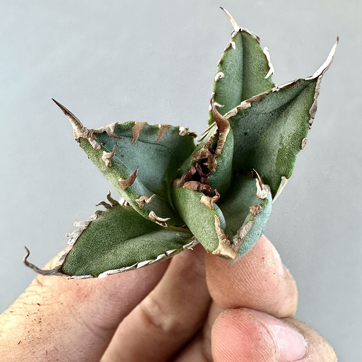 アガベ チタノタ 牛魔王 子株 agave titanota （検 チタノタ 魔丸 牛