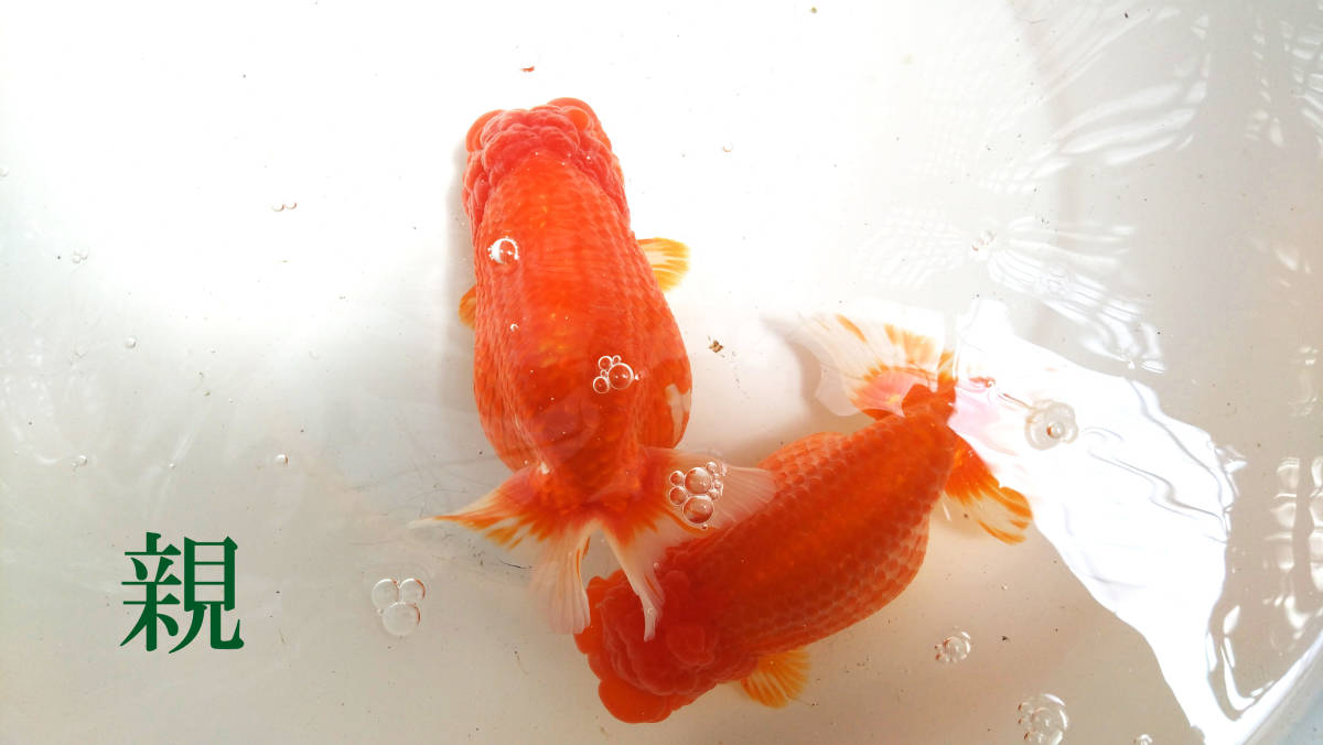 別府温泉らんちゅう屋 65】らんちゅう 優良血統 当歳15匹セット 