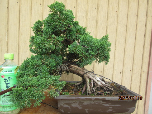 真柏盆栽(樹高32㎝) 中品模様木盆栽 　和鉢 