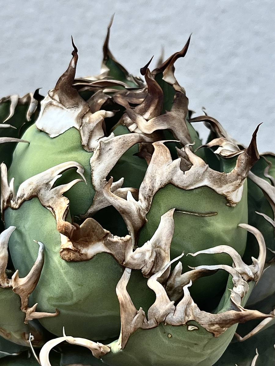 アガベ チタノタ シーザー 凱撒 親株 検 皇冠 清櫻 大白鯊 包心龍