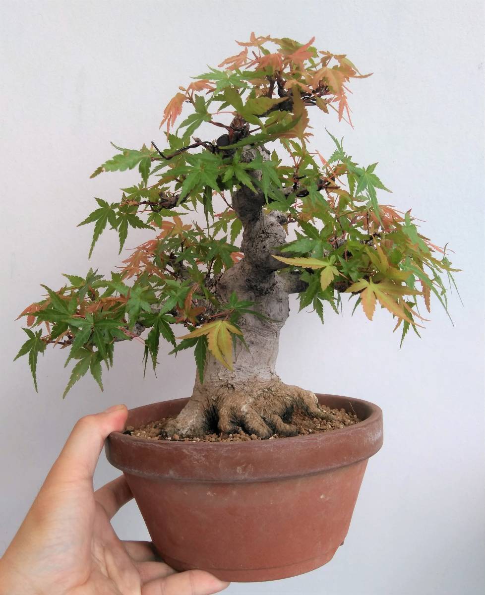 山もみじ 小品盆栽 樹高22cm 超極太 圧巻根張り 古色肌 ヤマモミジ