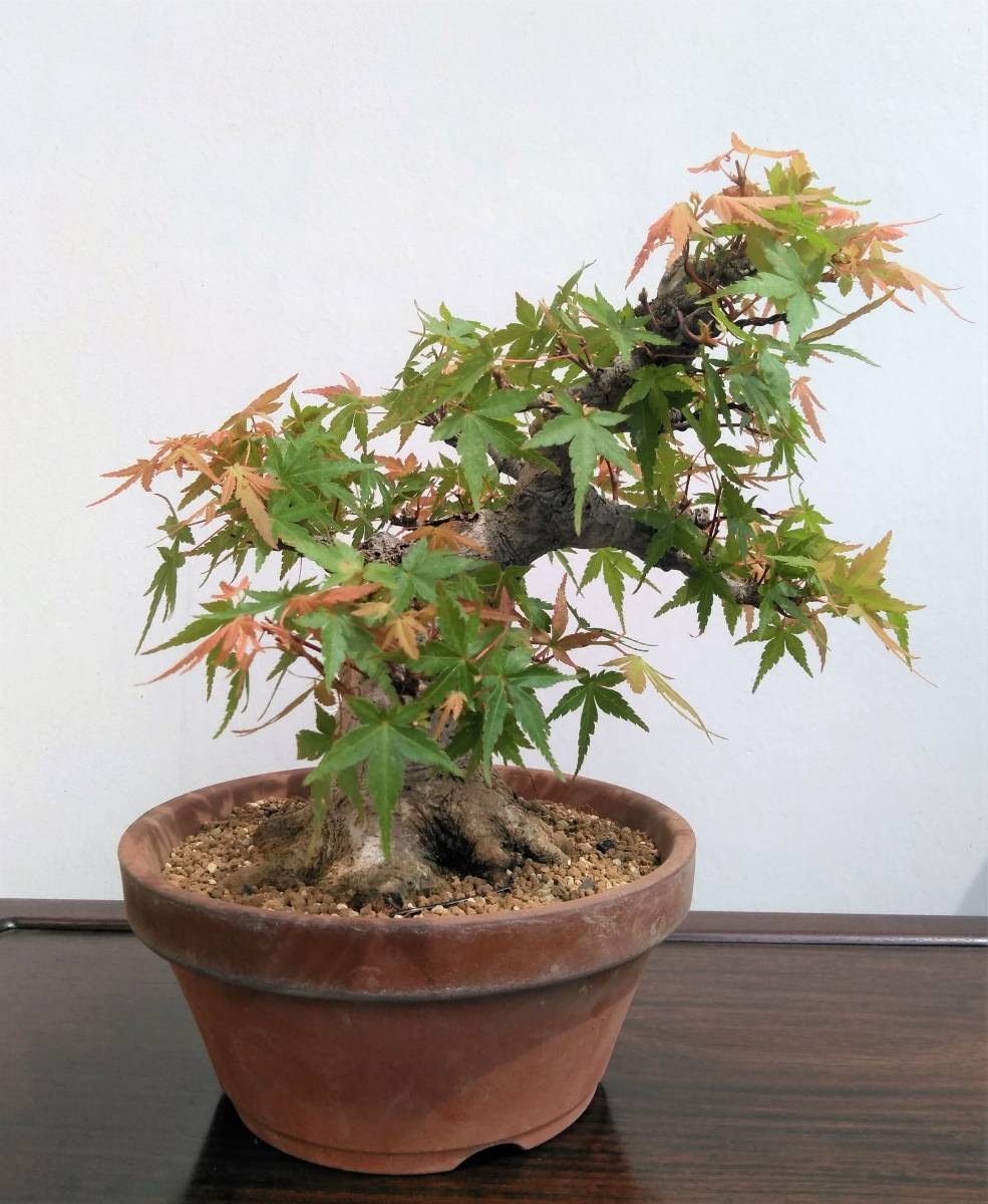 山もみじ 小品盆栽 樹高22cm 超極太 圧巻根張り 古色肌 ヤマモミジ 山もみじ 小品盆栽 樹高22cm 超極太 圧巻根張り 古色肌 ヤマモミジ