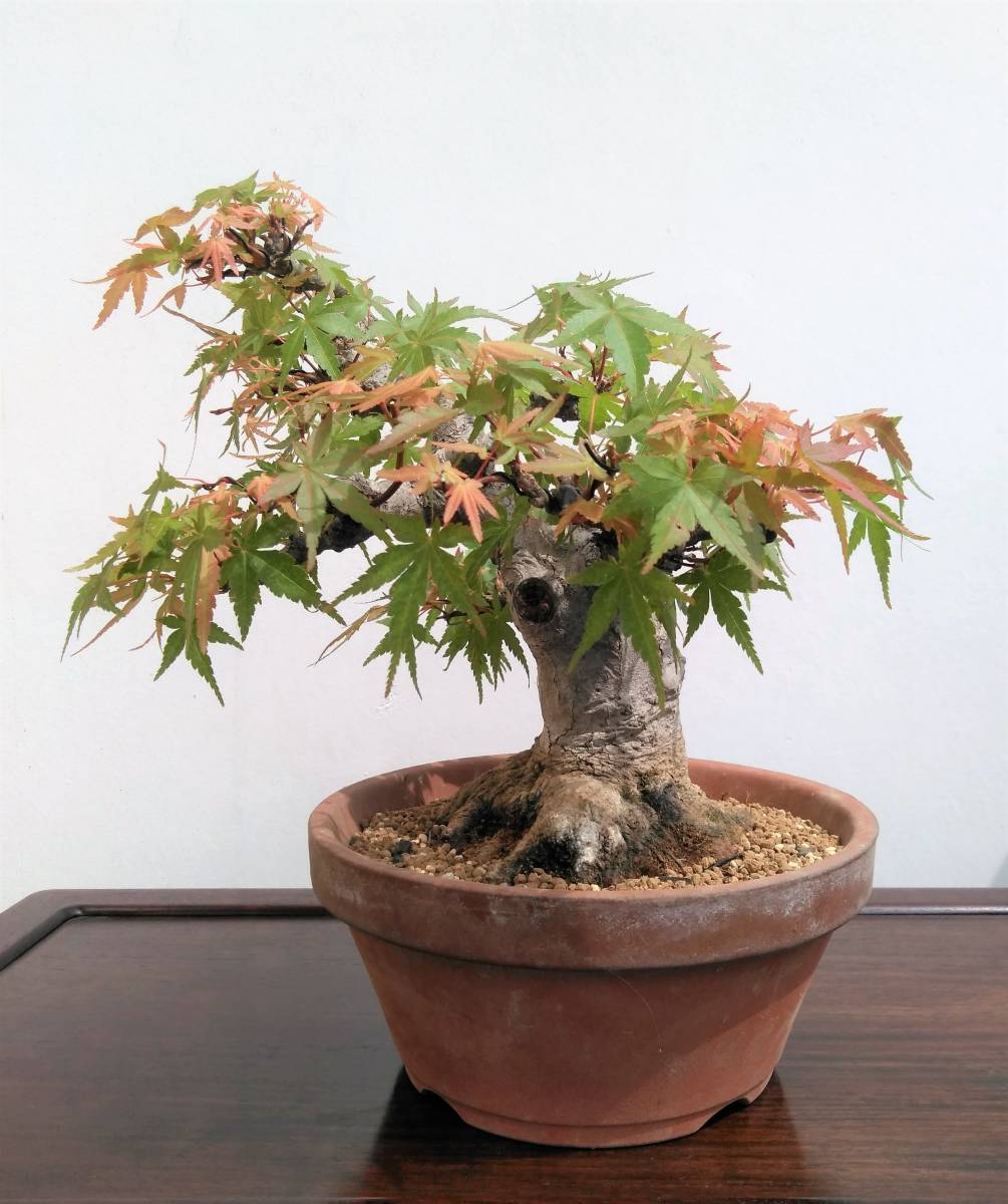 山もみじ 小品盆栽 樹高22cm 超極太 圧巻根張り 古色肌 ヤマモミジ