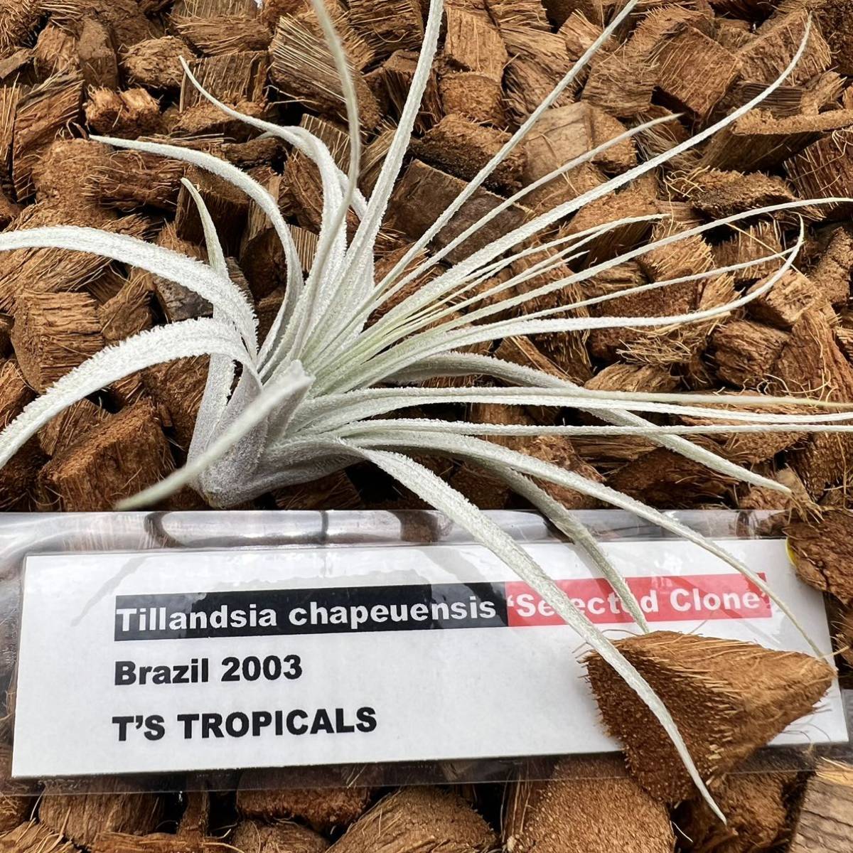 Tillandsia chapeuensis ‘Selected Clone’ Brazil 2003 T'S TROPICALS ティランジア チャペウエンシス