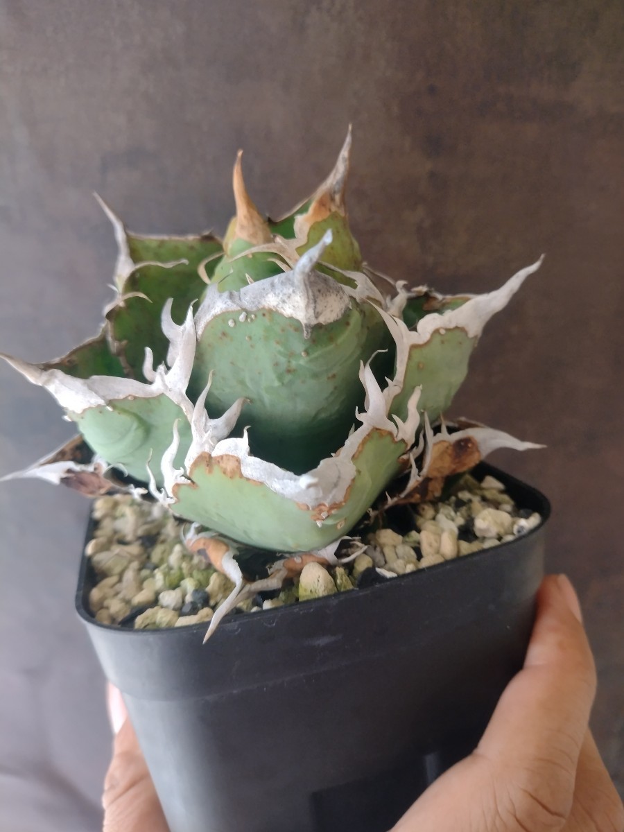 アガベ チタノタ ノーネーム ぶつぶつ スタッズ 子株 AGAVE TITANOTA