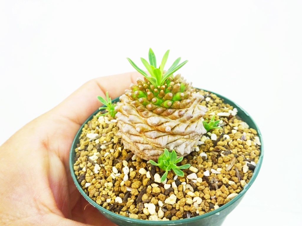 ユーフォルビア・オベサ鉄甲の一覧｜ GreenSnap（グリーンスナップ）