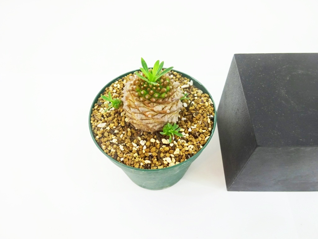 ユーフォルビア・オベサ鉄甲の一覧｜ GreenSnap（グリーンスナップ）