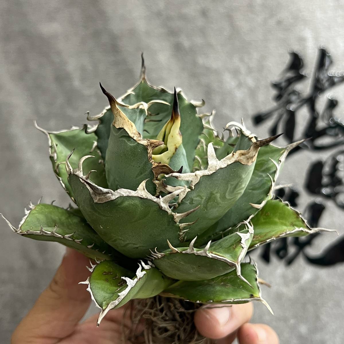 現品・現物アガベ・ジェントリー・ジョウズ（ジョーズ